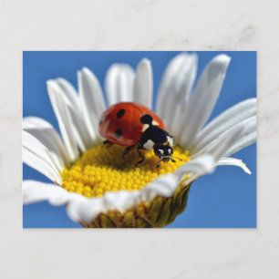 Lady bug on daisy postcard