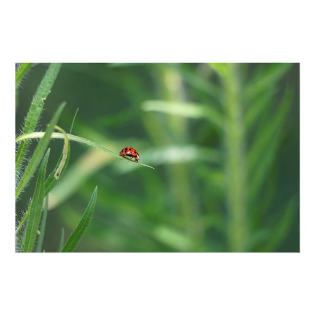 Lady Bug Photo Print (Front)