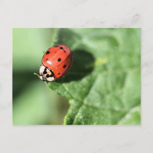 Lady bug postcard