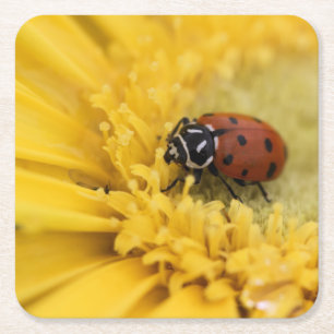 Lady bug square paper coaster