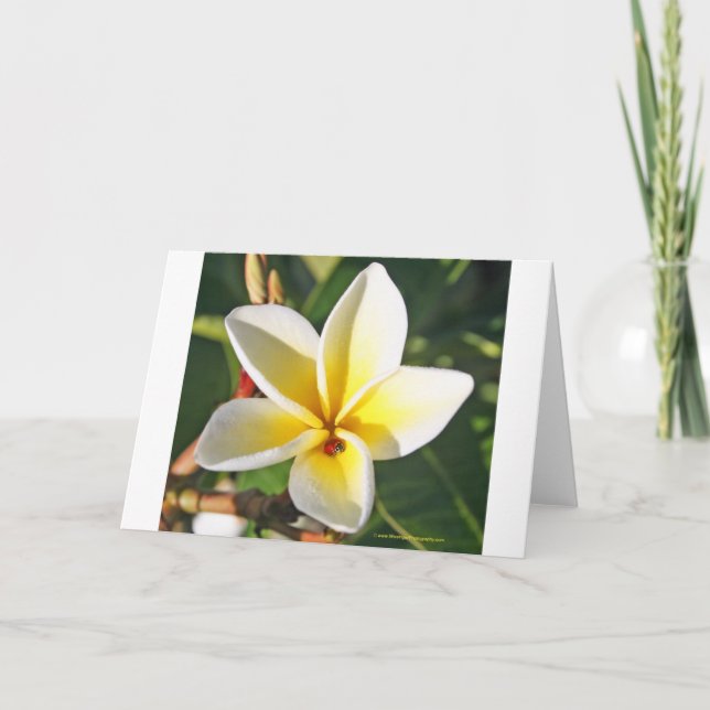 Lady Bug with Plumeria greeting card (Front)