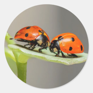 Lady Bugs Round Sticker