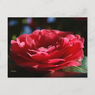 Lady Camellia Postcard