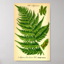 Lady Fern (Athyrium filix-femina)