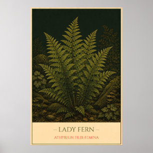 Lady Fern Poster