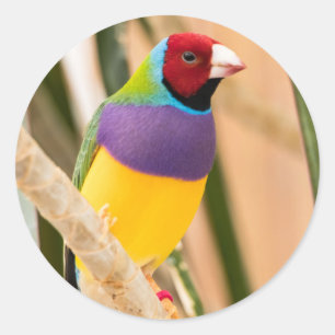 Lady Gouldian Finch Classic Round Sticker