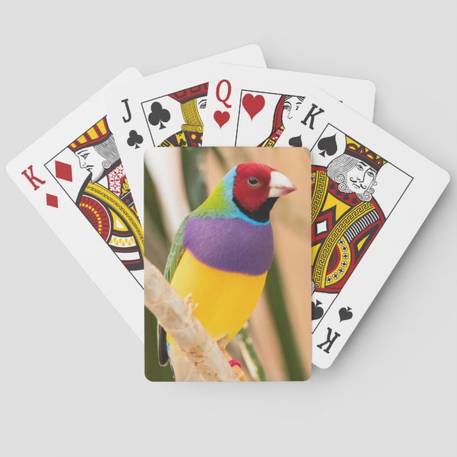 Lady Gouldian Finch Playing Cards (Back)