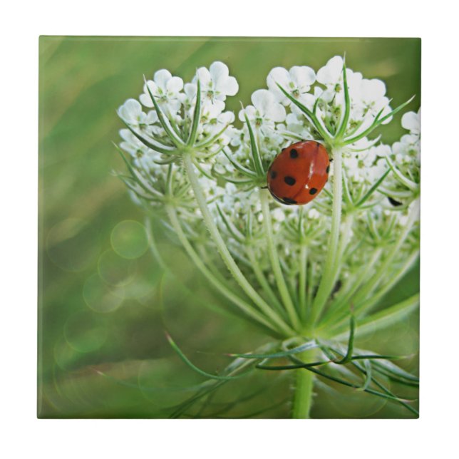 Lady in Lace Tile (Front)