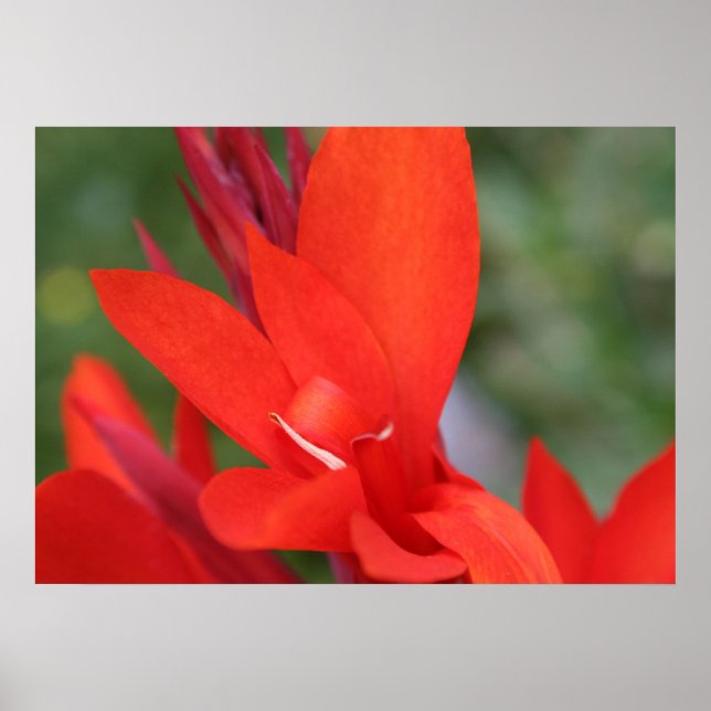 "Lady in Red" Red Canna Lily Closeup Poster (Front)