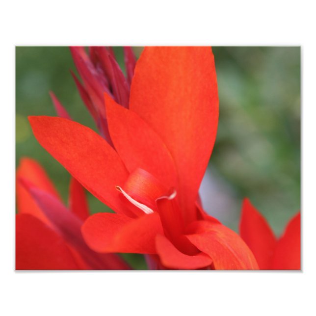 "Lady in Red" Red Canna Lily Photo Print (Front)