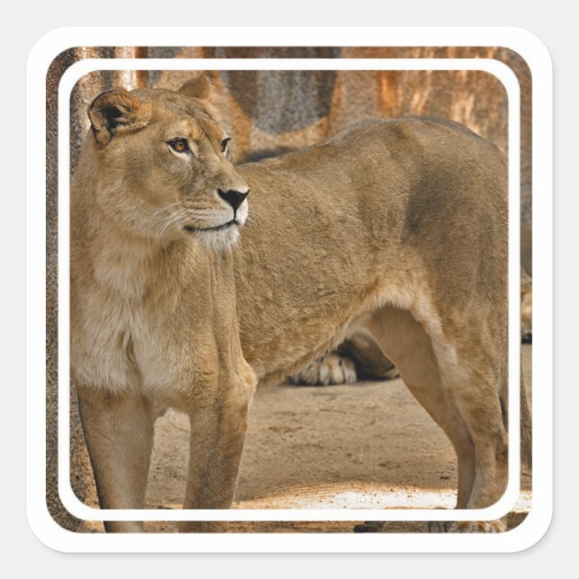 Lady Lioness Sticker (Front)