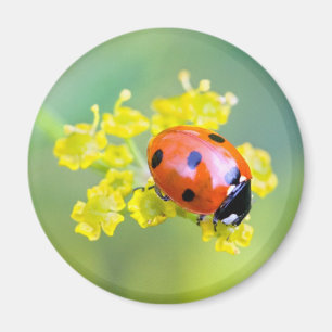 lady on top magnet