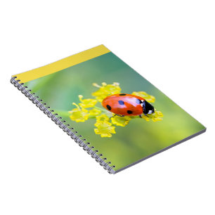 lady on top notebook