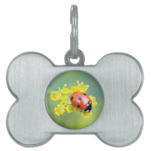lady on top pet ID tag