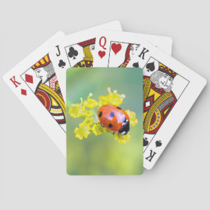 lady on top playing cards