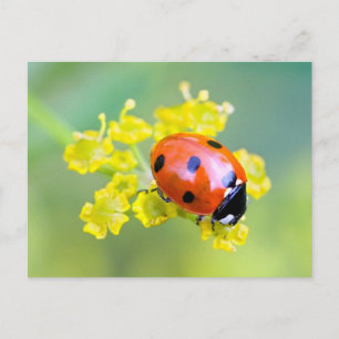lady on top postcard