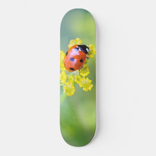 lady on top skateboard (Front)