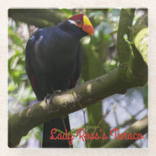 Lady Ross's Turaco Glass Coaster