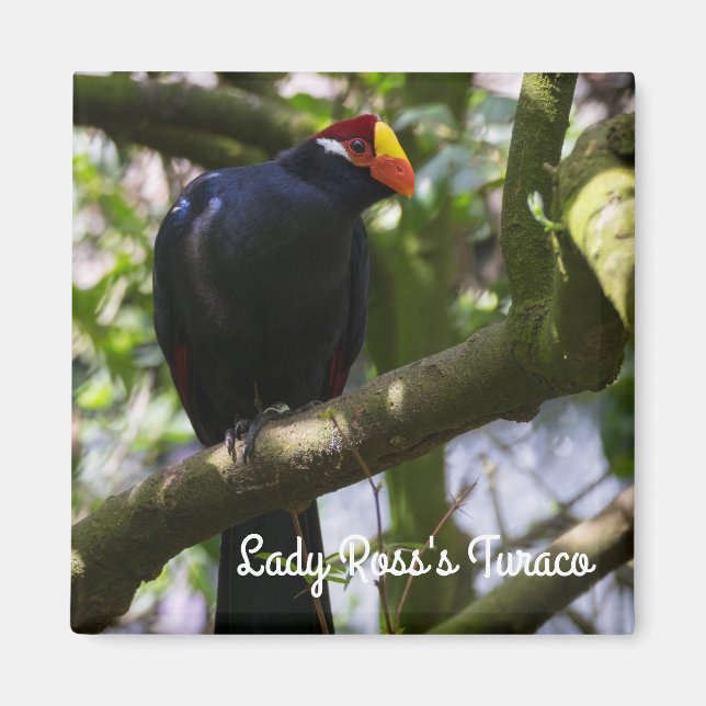 Lady Ross's Turaco Magnet (Front)