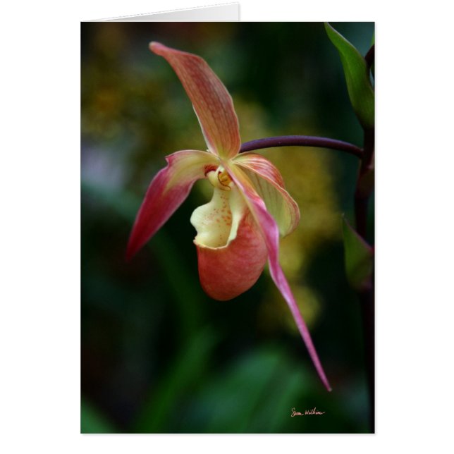 Lady Slipper and Orchids (Front)