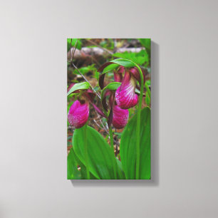 Lady Slipper Canvas Print