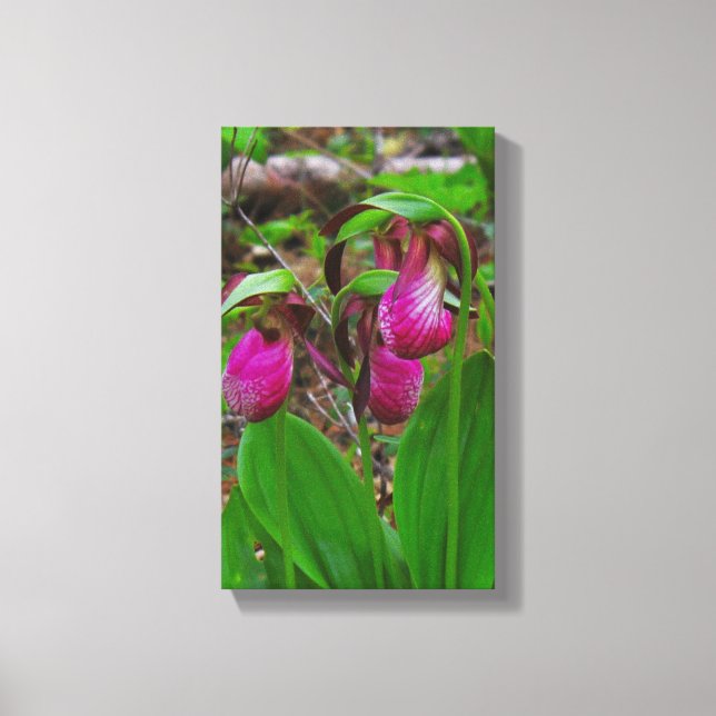 Lady Slipper Canvas Print (Front)