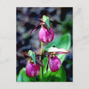 Lady Slipper I, Pink Green Garden Delight Postcard
