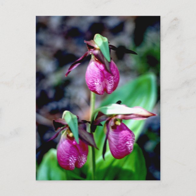 Lady Slipper I, Pink Green Garden Delight Postcard (Front)