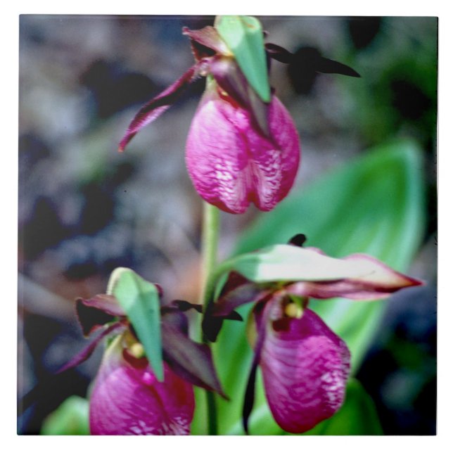 Lady Slipper I, Pink Green Garden Delight Tile (Front)