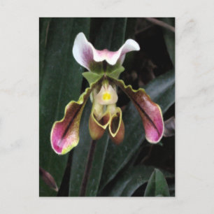 Lady Slipper Orchid Postcard
