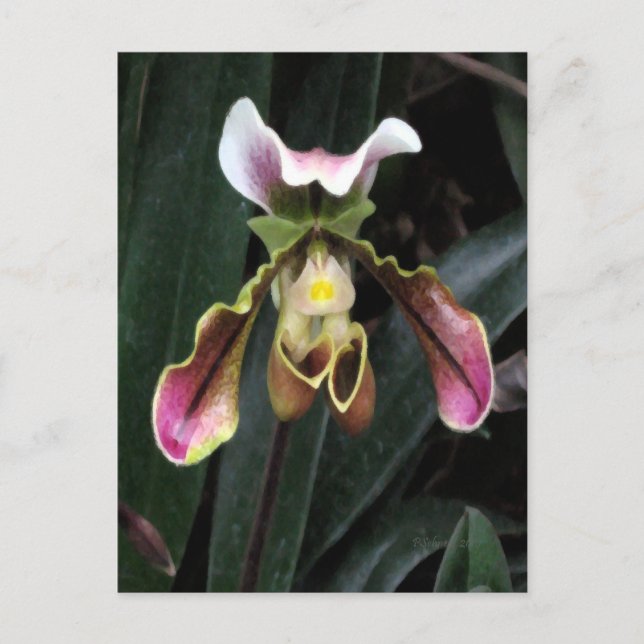 Lady Slipper Orchid Postcard (Front)
