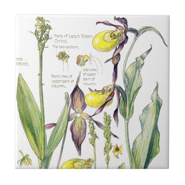 Lady Slipper Orchids Wildflower Flowers Tile (Front)