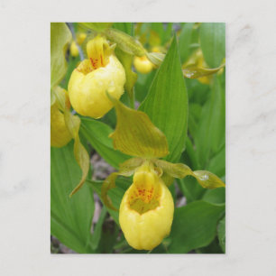 Lady Slipper Postcard