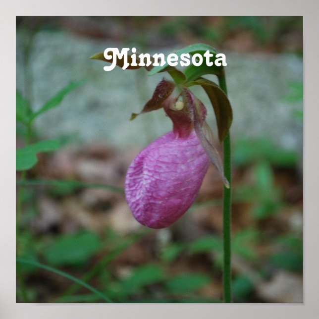 Lady Slipper Poster (Front)