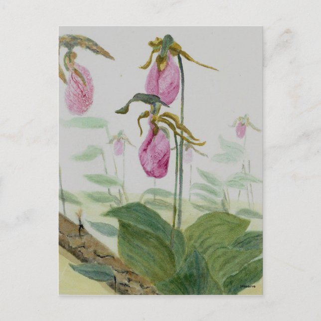 Lady Slippers Postcard (Front)
