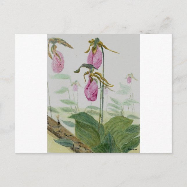 Lady Slippers Postcard (Front)