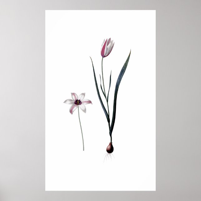 Lady Tulip PREMIUM BOTANICAL PRINT (Front)