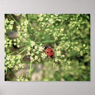 Ladybird [Art Print] Poster