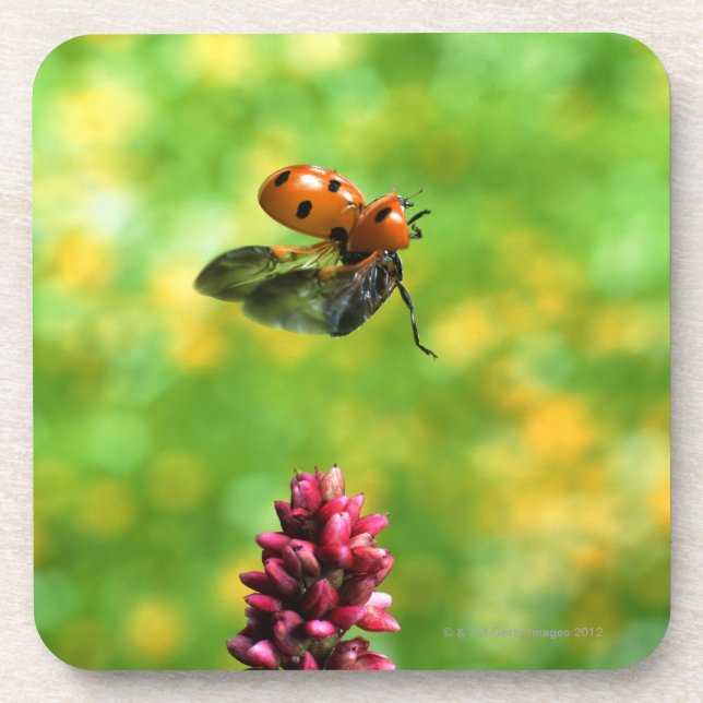 ladybird coaster (Front)