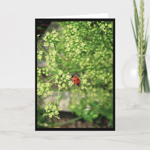 Ladybird [Greeting Card] Card