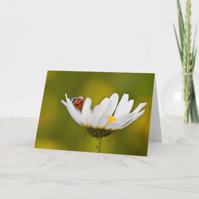 Ladybird in Oxeye Daisy - Greeting Card (Front)