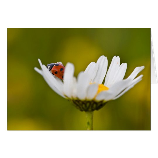 Ladybird in Oxeye Daisy - Greeting Card