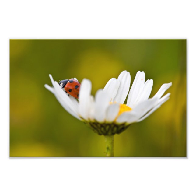 Ladybird in Oxeye Daisy - Photo Print (Front)