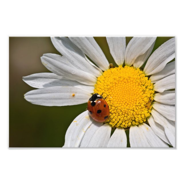 Ladybird in Oxeye Daisy - Print (Front)