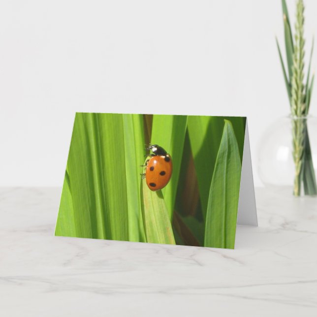 Ladybird Insect Colour Photo Image Greeting Card (Front)