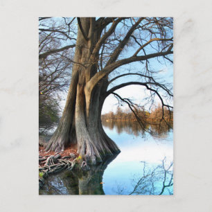 Ladybird Lake Cypress 2 in Austin Texas Postcard