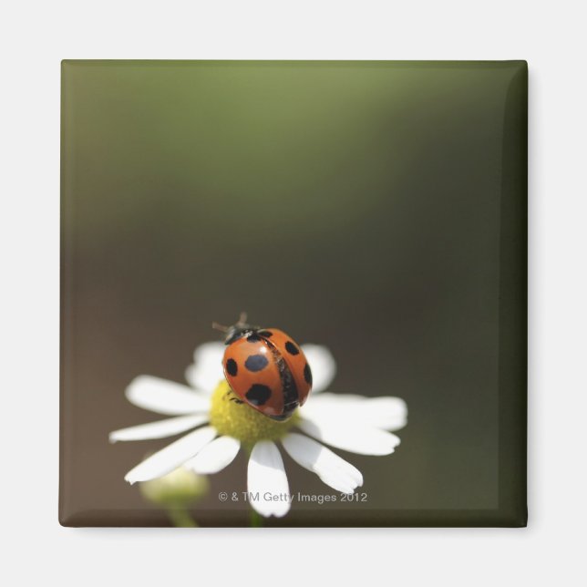 Ladybird on Chamomile Flower Magnet (Front)