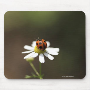 Ladybird on Chamomile Flower Mouse Mat