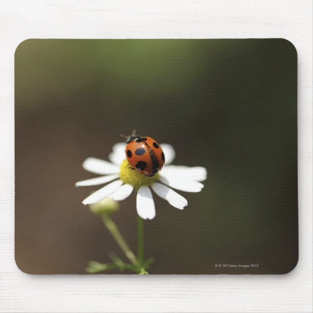 Ladybird on Chamomile Flower Mouse Mat (Front)