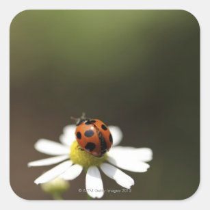 Ladybird on Chamomile Flower Square Sticker